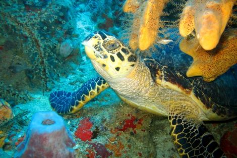 Tortue