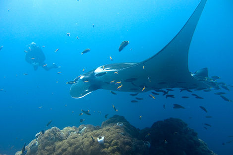 Raie Manta
