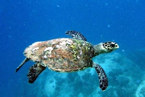 Tortue