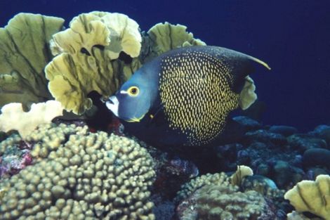 Poisson