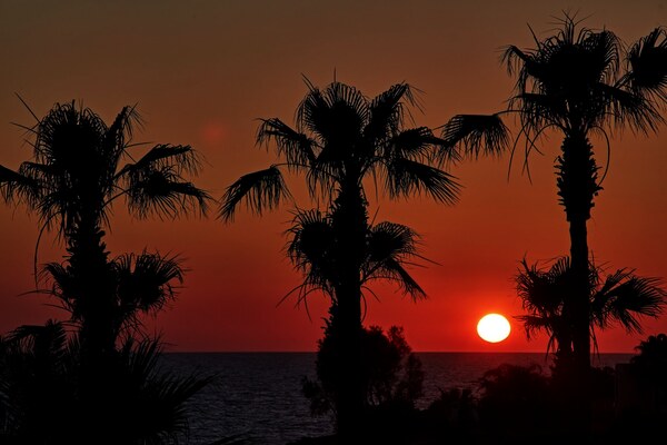 Chypre : Hôtel Atlantica Golden Beach, Adults Only