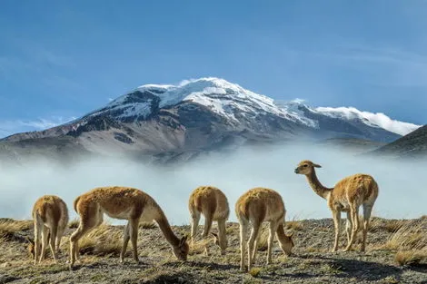 Equateur : Circuit Découverte de l'Équateur 2025