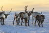 Finlande