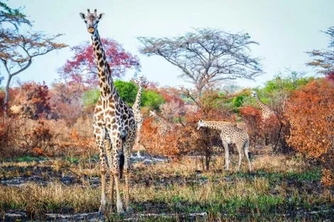 Tanzanie : Circuit Séjour Kappa club Waridi 4* & Safari Selous 2 nuits