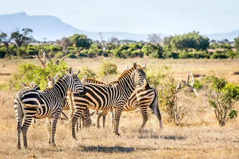 Kenya : Combiné circuit et hôtel Hôtel Severin Sea Lodge 4* avec 1 nuit safari Tsavo Est 