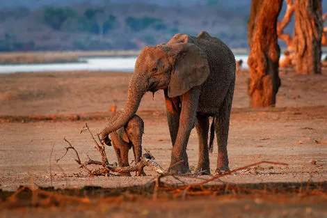 Tanzanie : Combiné circuit et hôtel Neptune Pwani Beach Resort & Spa 5* avec 1 nuit au parc de Selous