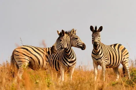 Circuit L'Afrique du Sud Intimiste, Chutes Victoria & Parc Chobe - Vols Air France 2025 johannesbourg Afrique Du Sud