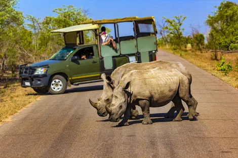 Rhinocéros - Parc Kruger