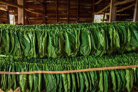 Plantation de tabac - Vinales