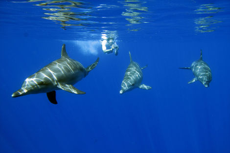 Nage avec les dauphins