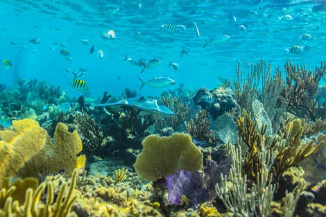 snorkeling