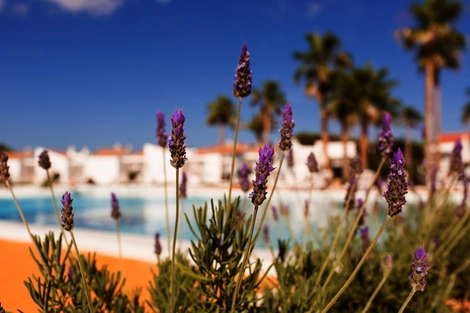 Hôtel Sagitario Menorca Mar Apartamentos ( Only Adults ) cala_en_bosch ESPAGNE