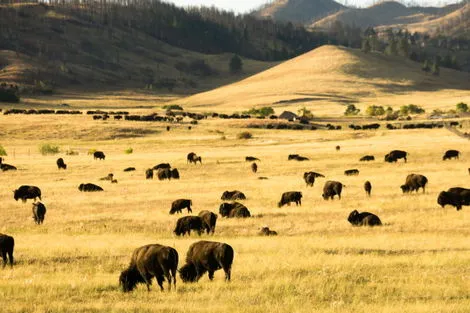 Custer State Park