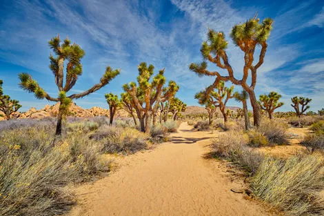 Joshua Tree