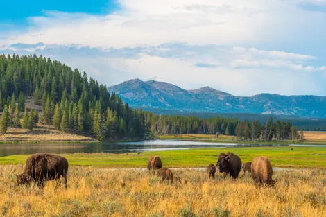 Yellowstone (Hayden Valley)