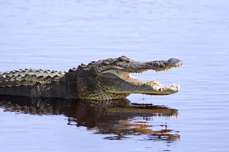 Everglades