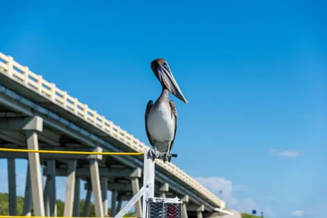 Florida keys