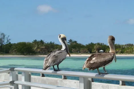 Circuit Découverte de la Floride avec Key West miami Etats-Unis