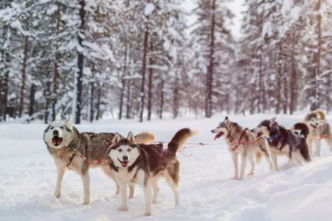 Circuit Séjour avec activités Fêtes de Noël A la découverte du Grand Nord 