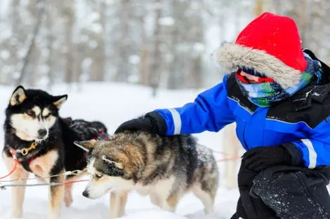 Chiens Traineaux