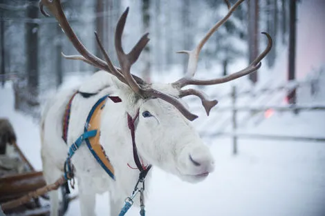 Circuit Splendeurs de la Laponie Finlandaise 2025 kittila Finlande