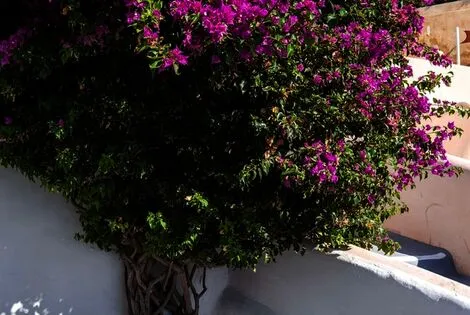 Hôtel Andronis Luxury Suites santorin GRECE