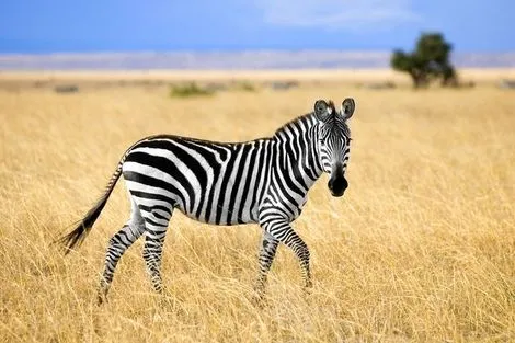 Zebre