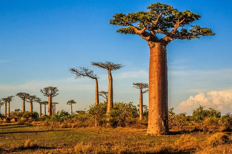 Baobabs