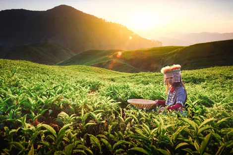 Plantations de thé - Cameron Highlands