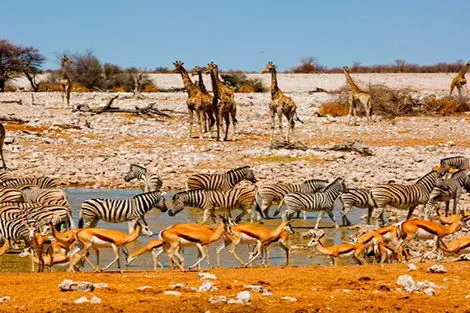 Circuit en Namibie : safaris et rencontres windhoek Namibie