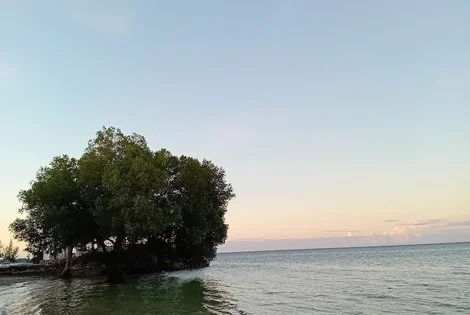 Hôtel Coconut Tree Village Beach Resort zanzibar REPUBLIQUE-UNIE DE TANZANIE