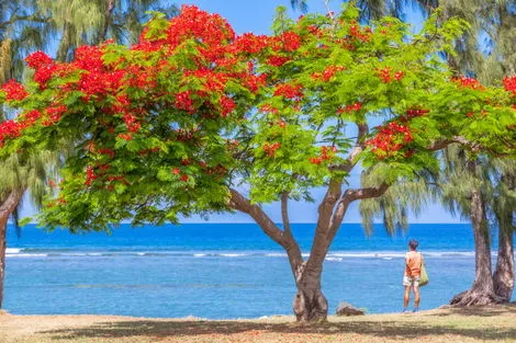 Autotour L'île de la Reunion pour les petits et les grands saint_denis Reunion