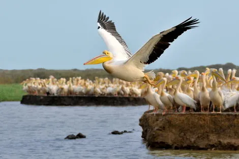 Parc national du Djoudj