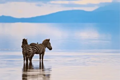 Circuit Des charmes de la Savane Africaine à l'île aux Epices, plages de Kiwengwa - Privatif arusha Tanzanie