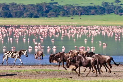 Ngorongoro