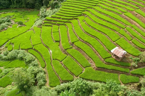 Chiang Mai - Rizière