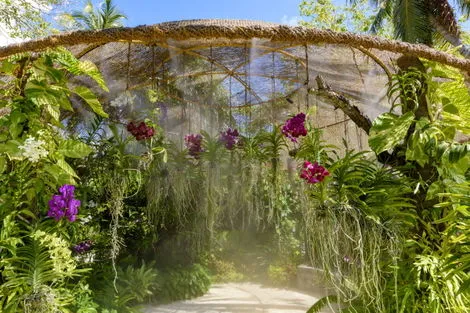 Jardin d'orchidée